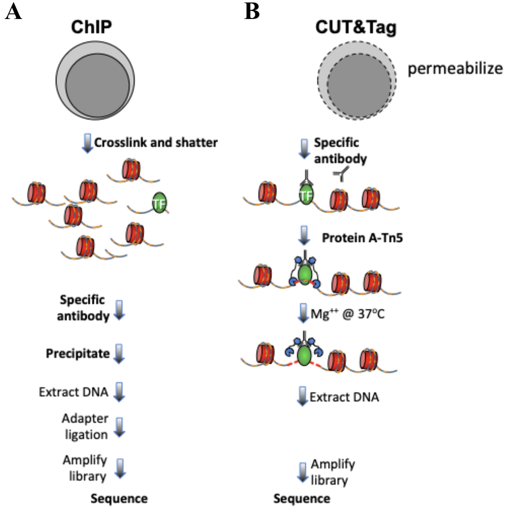 Figure 1. Differences between immunoprecipitation and in antibody-targeted chromatin profiling strategies. A. ChIP-seq experimental procedure. B. CUT&Tag experimental procedure. Cells and nuclei are indicated in grey, chromatin as red nucleosomes, and a specific chromatin protein in green.
