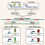 Discovering How Heme Controls Genome Function Through Heme-omics. Cell Reports