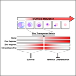 GATA/Heme Multi-omics Reveals a Trace Metal-Dependent Cellular Differentiation Mechanism.