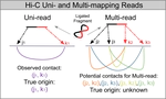 Generative Modeling of Multi-mapping Reads with mHi-C Advances Analysis of High Throughput Genome-wide Conformation Capture Studies.
